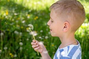 Little blond boy blowing dandelion in the park on summer day photo