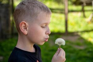 A blond boy blows a dandelion in the garden. Selective focus. photo