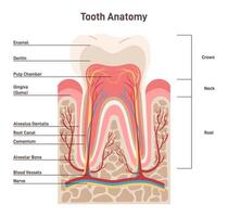Human tooth structure. Cross section scheme representing tooth layers. vector