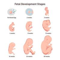 Fetal development stages set. From fertilized egg to 40 weeks fetus vector