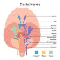 Cranial nerves. Human brain sections and its functions. Transmission vector