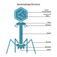 Bacteriophage structure. Microscopic model of virus infecting a bacterial vector
