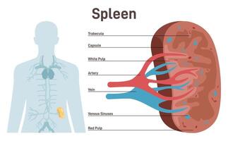 Spleen, cross section structure. Lymphatic and immune system blood filter. vector