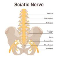 Sciatic nerve. Lower back and lower limbs ischiadic nerve. Human nervous vector