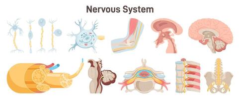 Human nervous system organs set. Parasympathetic and sympathetic vector