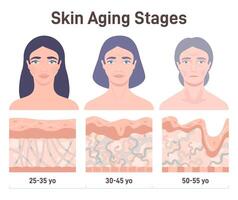 Aging process. Face skin structure changes. cross section diagram. vector