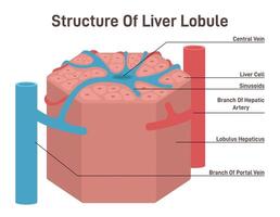 Liver lobule structure. Hexagonal shaped part of human internal vector
