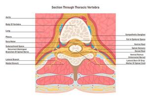 Cross section through thoracic vertebra. Spinal cord anatomy. Middle segment vector