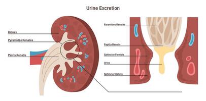 Excretion process. Urinary system function. Kidney cross section vector