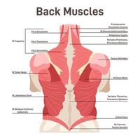 Back muscles system. Didactic scheme of anatomy of human muscular vector