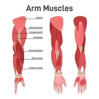 Arm muscle set. Didactic scheme of anatomy of human muscular system vector