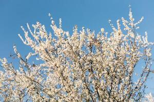 A blooming branch of apple tree in spring. photo