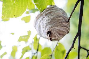 A hornet's nest hangs on a tree branch, a view of the wasp goes inside its tree house, wildlife, insect life in the forest. photo