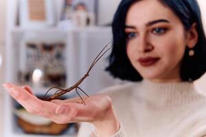 Young Woman Captured in a Beautiful Moment with Her Stick Insect , Medauroidea Extradentata photo