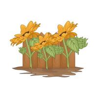 Illustration of sunflower vector