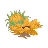 Illustration of sunflower vector