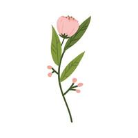 Spring blooming flowers isolated on white background vector