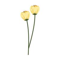 Spring blooming flowers isolated on white background vector
