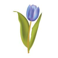 Spring bouquet tulip illustration isolated on white vector