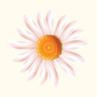 Spring flower illustration on white background vector
