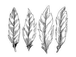 Sketch style line art decorative feather design set vector