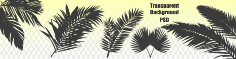 Shadow from palm leaves on a white wall background. White background, cardboard. Abstract image. Tropic concept psd