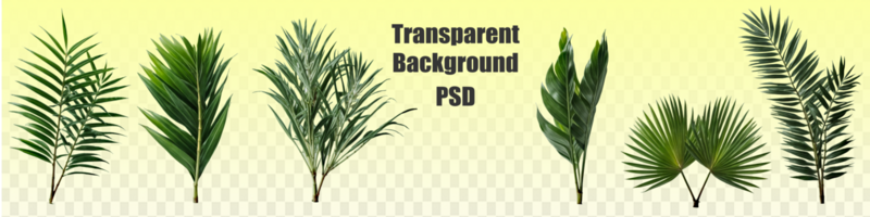 Group of big green banana leaves of exotic palm tree in sunshine on white background. Tropical plant foliage with visible texture. Pollution free symbol. Close up, copy space. psd