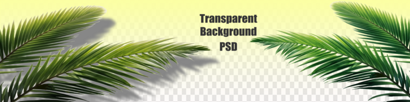 The shadow of a palm leaf orist without shade. No background psd