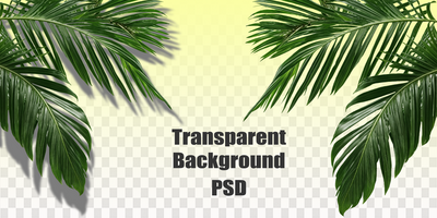 White textured podiums set against a clean background, accompanied by the natural shadow of an overhanging palm leaf, ideal for showcasing products with a tropical feel psd