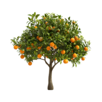 Oranges Tree on Transparent Background png