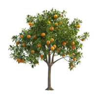 Oranges Tree on Transparent Background png