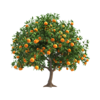 Oranges Tree on Transparent Background png