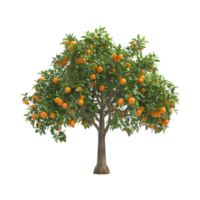 Oranges Tree on Transparent Background png