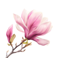 Magnolia Flower on Transparent Background png