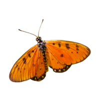 magnifique réaliste papillon en volant Orange rouge png