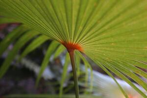 Leaves of palm trees photo