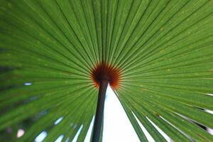 Leaves of palm trees photo