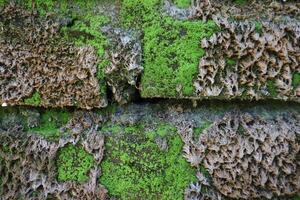 Green moss covering the surface of the bricks photo
