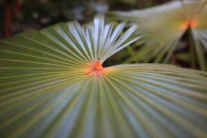 Leaves of palm trees photo