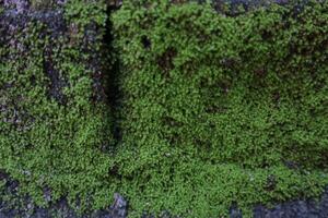 Green moss covering the surface of the bricks photo