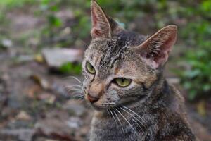 Asian domestic cat that lives wild around the house photo