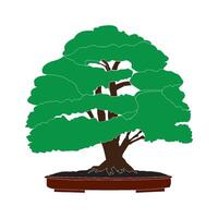 Bonsai icon design vector