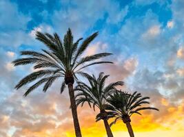 A beautiful palm tree in front of a dreamlike sky on Tenerife. photo