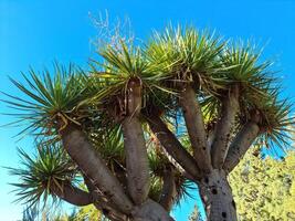 A beautiful palm tree in front of a dreamlike sky on Tenerife. photo