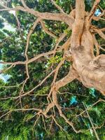 View from below into the branches and foliage of a very old gnarled tree like something out of a fairy tale. photo