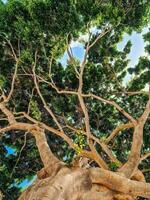 View from below into the branches and foliage of a very old gnarled tree like something out of a fairy tale. photo
