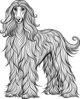 Colouring Page for Kids - Afghan Hound - Black and White Line Art vector