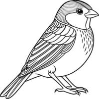 Coloring Page for Kids - Sparrow - Black and White Line Art vector