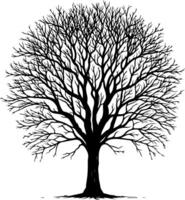 Silhouette of tree with branches without leaves vector