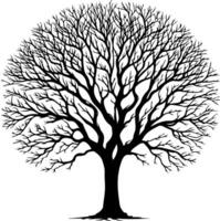 Silhouette of tree with branches without leaves vector